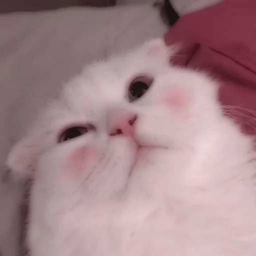 Стикер из набора . soft cat by @stickernct для Телеграм: Статические 🐈