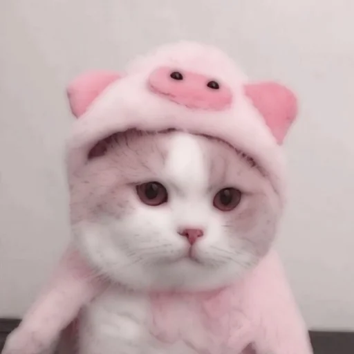 Стикер из набора . soft cat by @stickernct для Телеграм: Статические 🐈