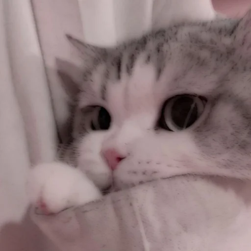 Стикер из набора . soft cat by @stickernct для Телеграм: Статические 🐈