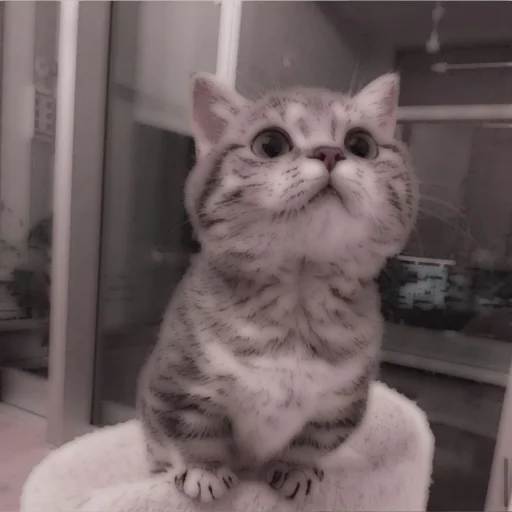 Стикер из набора . soft cat by @stickernct для Телеграм: Статические 🐈