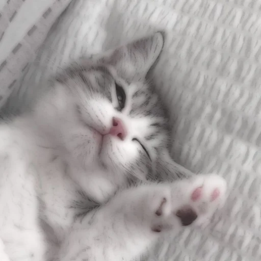 Стикер из набора . soft cat by @stickernct для Телеграм: Статические 🐈