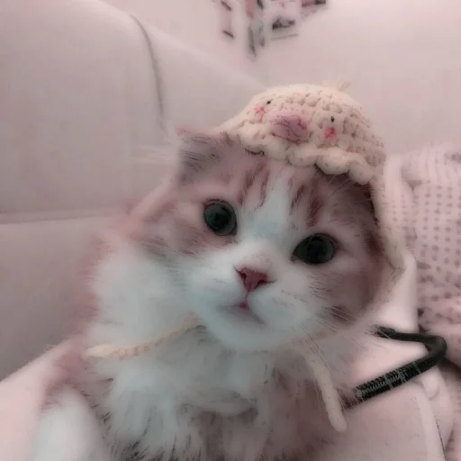 Стикер из набора . soft cat by @stickernct для Телеграм: Статические 🐈