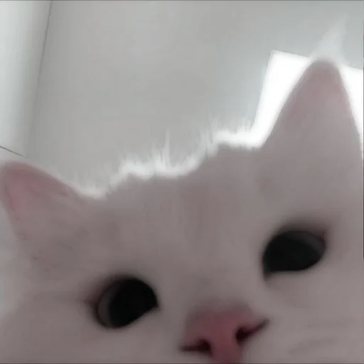 Стикер из набора . soft cat by @stickernct для Телеграм: Статические 🐈