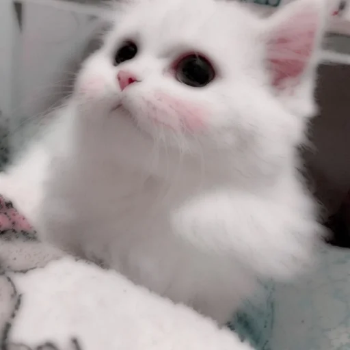 Стикер из набора . soft cat by @stickernct для Телеграм: Статические 🐈