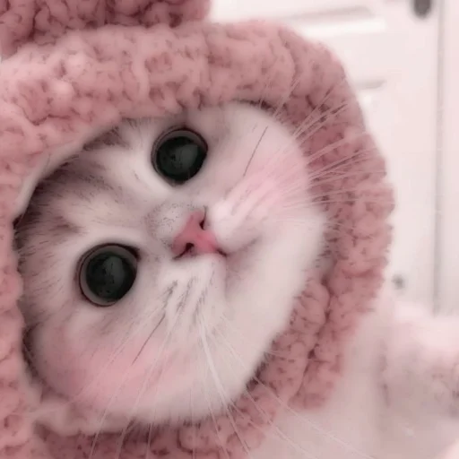 Стикер из набора . soft cat by @stickernct для Телеграм: Статические 🐈