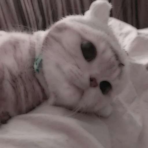 Стикер из набора . soft cat by @stickernct для Телеграм: Статические 🐈