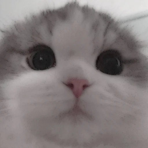 Стикер из набора . soft cat by @stickernct для Телеграм: Статические 🐈
