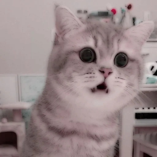 Стикер из набора . soft cat by @stickernct для Телеграм: Статические 🐈