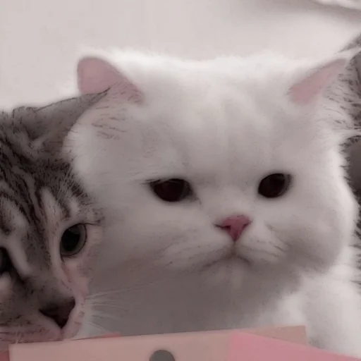 Стикер из набора . soft cat by @stickernct для Телеграм: Статические 🐈