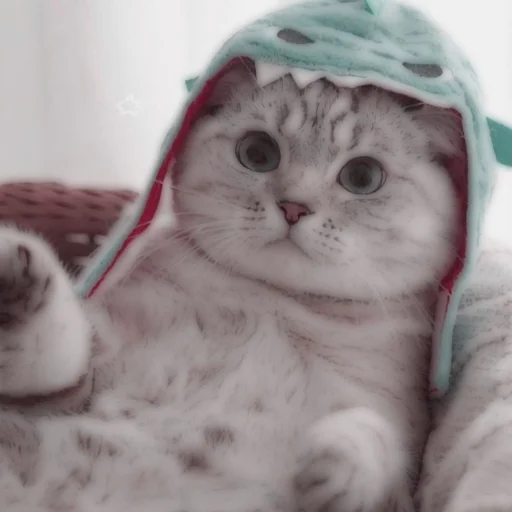 Стикер из набора . soft cat by @stickernct для Телеграм: Статические 🐈