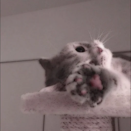 Стикер из набора . soft cat by @stickernct для Телеграм: Статические 🐈