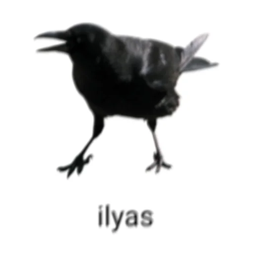 Стикер из набора ин зе билдинг для Телеграм: Статические 🐦⬛️