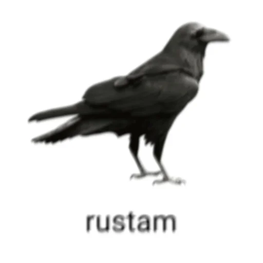 Стикер из набора ин зе билдинг для Телеграм: Статические 🐦⬛️