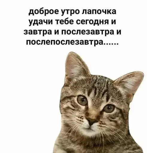 Стикер из набора @isaatsu bullshit moment 2 для Телеграм: Статические ☺️