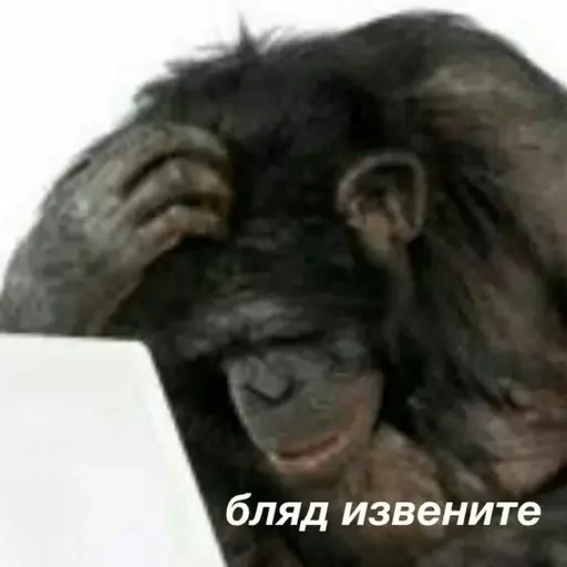 Стикер из набора @isaatsu bullshit moment 2 для Телеграм: Статические 🥲