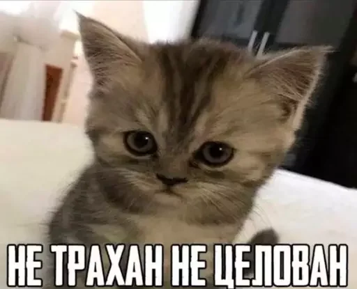 Стикер из набора @isaatsu bullshit moment 2 для Телеграм: Статические 🥺