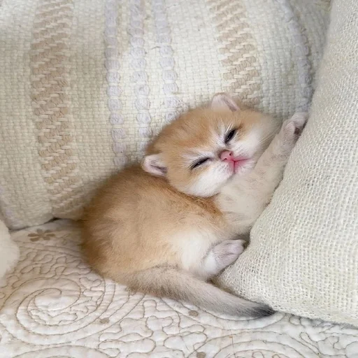 Стикер из набора 眩 для Телеграм: Статические ☺️