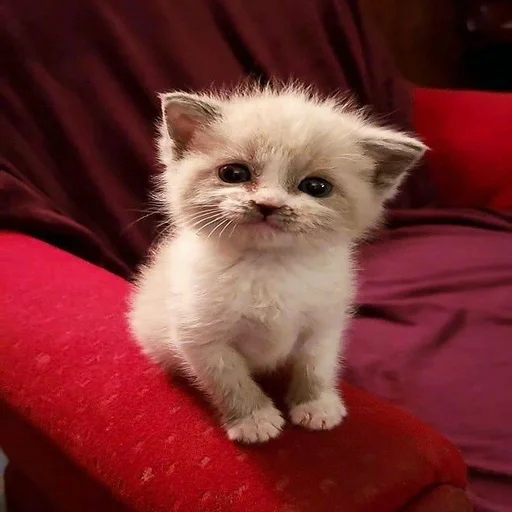 Стикер из набора 眩 для Телеграм: Статические 🥰
