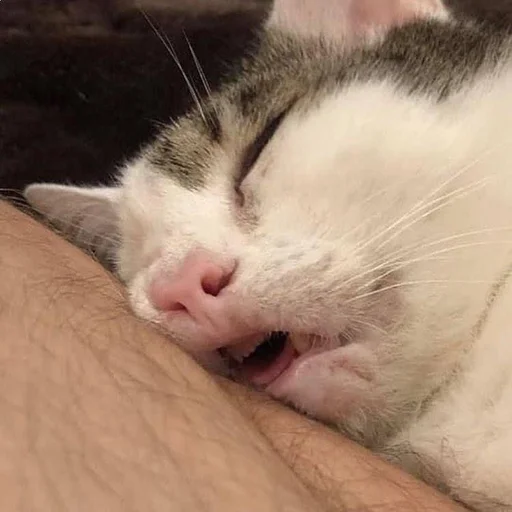 Стикер из набора 眩 для Телеграм: Статические 😴