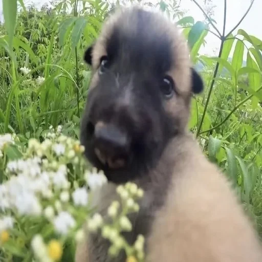 Стикер из набора 眩 для Телеграм: Статические 💐