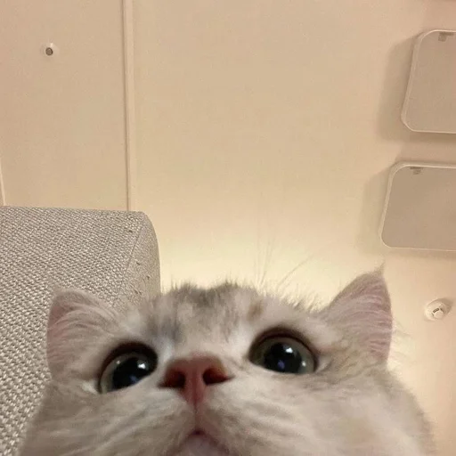 Стикер из набора 眩 для Телеграм: Статические 🥺