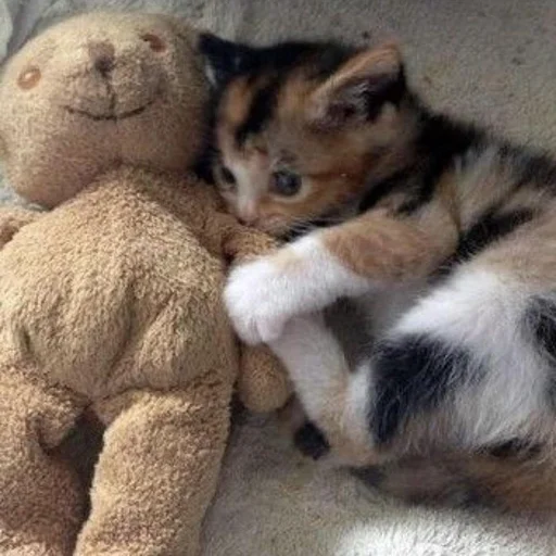 Стикер из набора 眩 для Телеграм: Статические 🥺