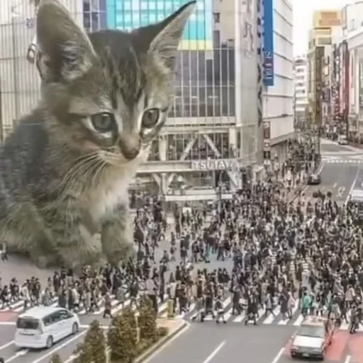 Стикер из набора 眩 для Телеграм: Статические 🐱
