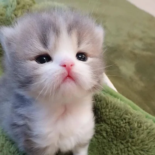 Стикер из набора 眩 для Телеграм: Статические 🥺