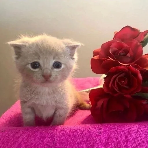 Стикер из набора 眩 для Телеграм: Статические 🥺