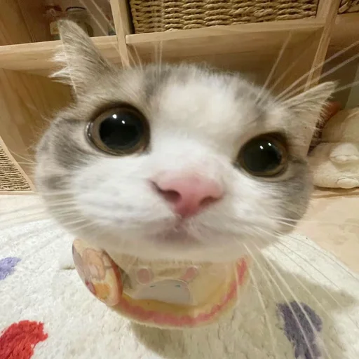 Стикер из набора 眩 для Телеграм: Статические 🥺