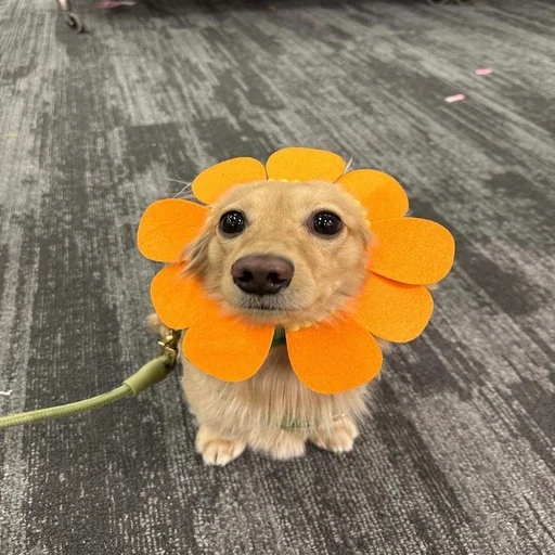 Стикер из набора 眩 для Телеграм: Статические 🥺