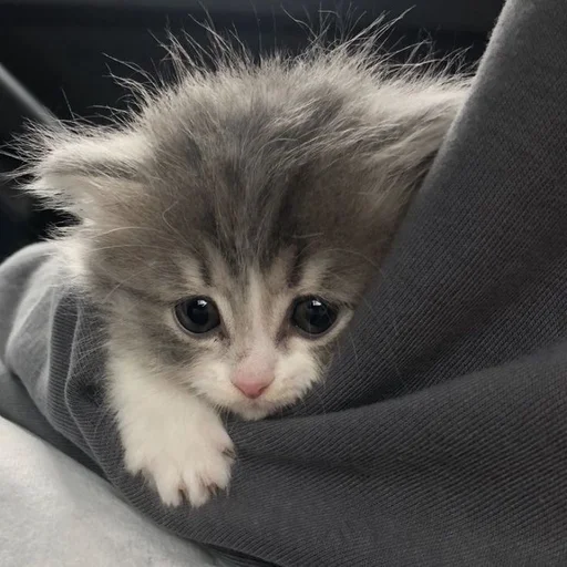 Стикер из набора 眩 для Телеграм: Статические 🥺