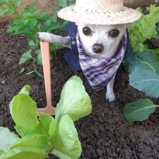 Стикер из набора 眩 для Телеграм: Статические 🧑🌾