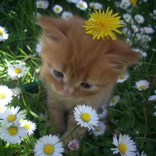 Стикер из набора 眩 для Телеграм: Статические 🌼