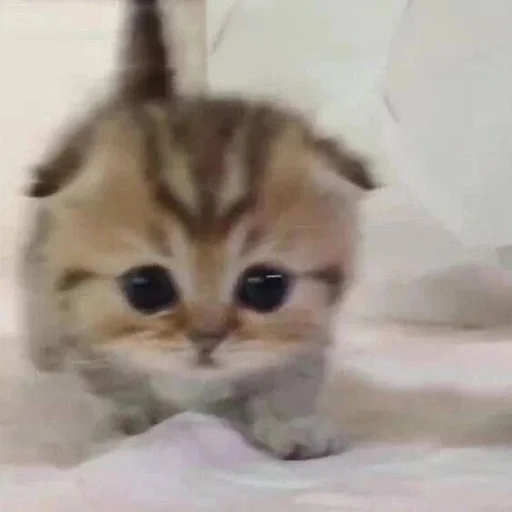 Стикер из набора 眩 для Телеграм: Статические 🥺
