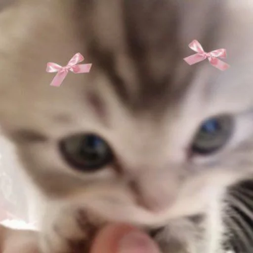 Стикер из набора 眩 для Телеграм: Статические 🎀