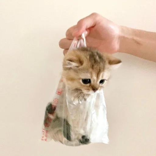 Стикер из набора 眩 для Телеграм: Статические 🥺