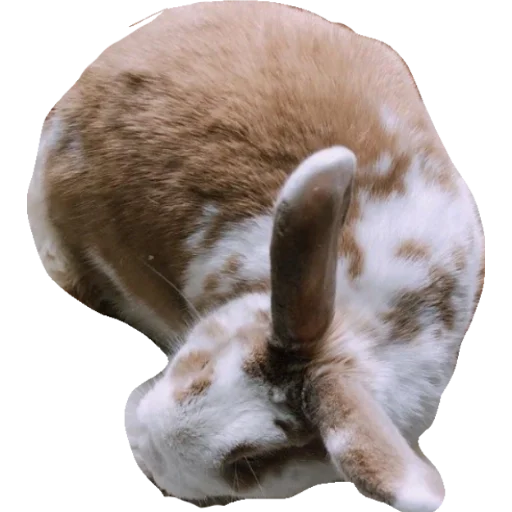 Стикер из набора •°~qwq~°• для Телеграм: Статические 🐰