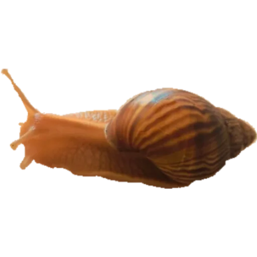 Стикер из набора •°~qwq~°• для Телеграм: Статические 🐌