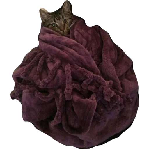 Стикер из набора •°~qwq~°• для Телеграм: Статические 🐈