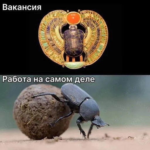 Стикер из набора IT4 | @emojis4 для Телеграм: Статические 🌟