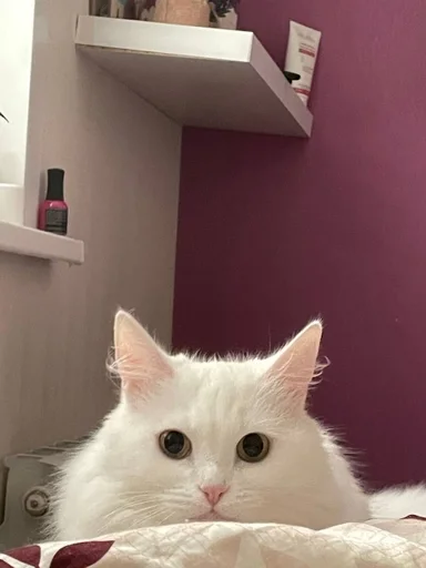 Стикер из набора кися-мися :: @fStikBot для Телеграм: Статические ⚪️