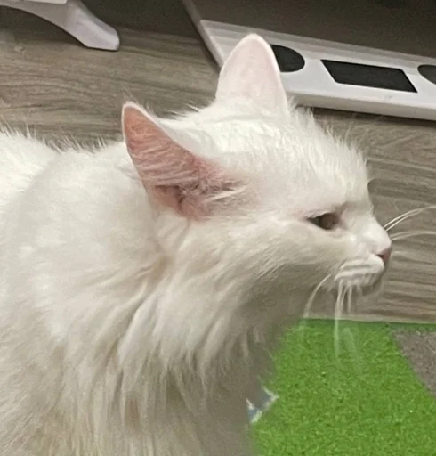 Стикер из набора кися-мися :: @fStikBot для Телеграм: Статические 💩
