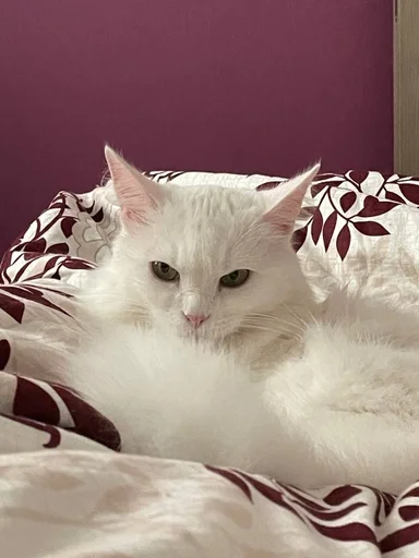 Стикер из набора кися-мися :: @fStikBot для Телеграм: Статические 😈