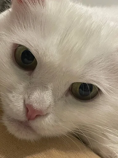 Стикер из набора кися-мися :: @fStikBot для Телеграм: Статические 🥺
