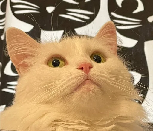 Стикер из набора кися-мися :: @fStikBot для Телеграм: Статические ✨
