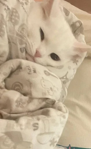 Стикер из набора кися-мися :: @fStikBot для Телеграм: Статические 🥶