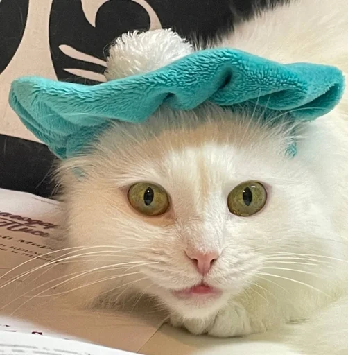 Стикер из набора кися-мися :: @fStikBot для Телеграм: Статические 🤯