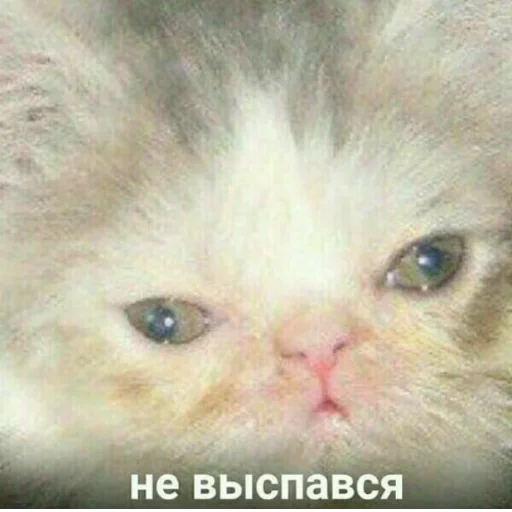 Стикерпак котики яна для Телеграм: Статические
