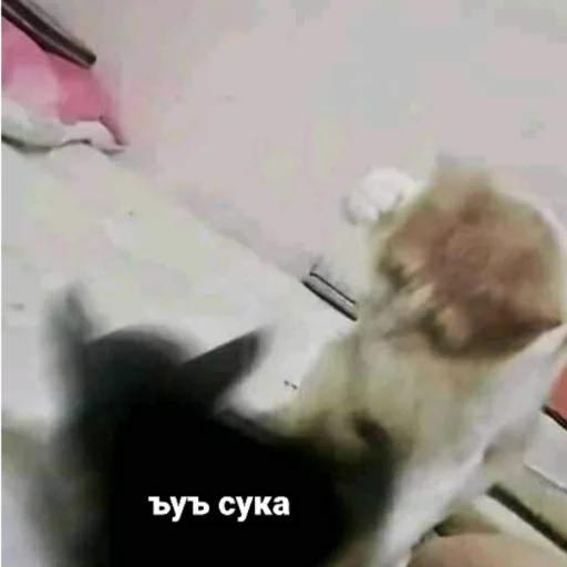 Стикер из набора котики яна для Телеграм: Статические 😼